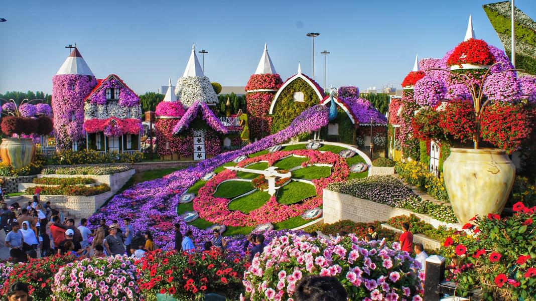Floral Clock In Dubai Miracle Garden