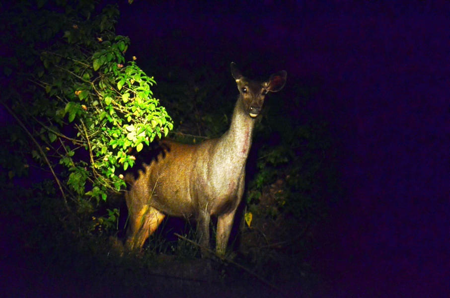 Munnar Night Safari Image