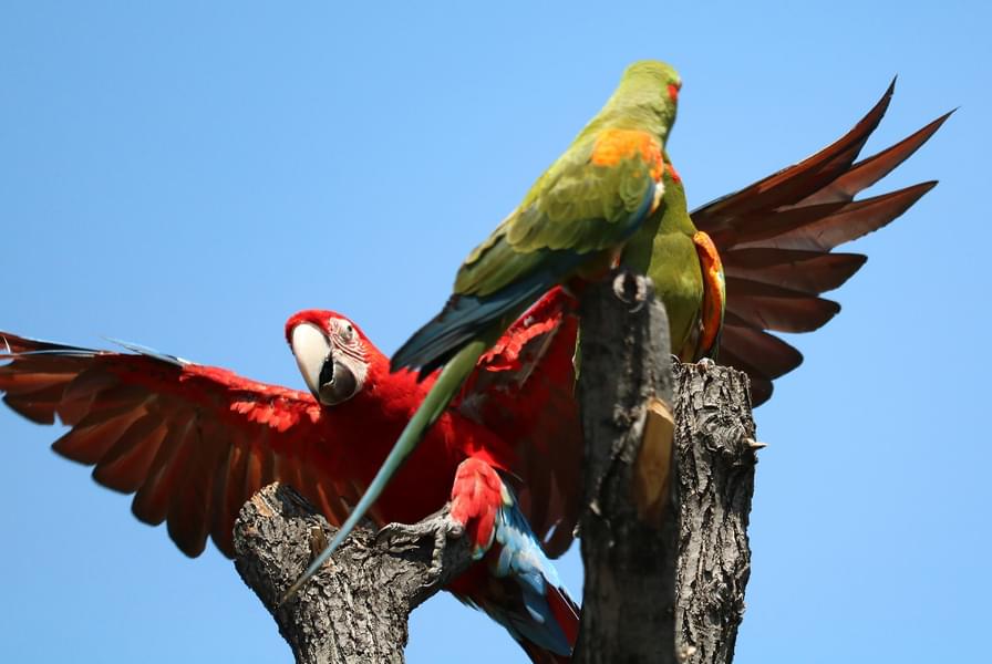Macaw Henry Doorly Zoo