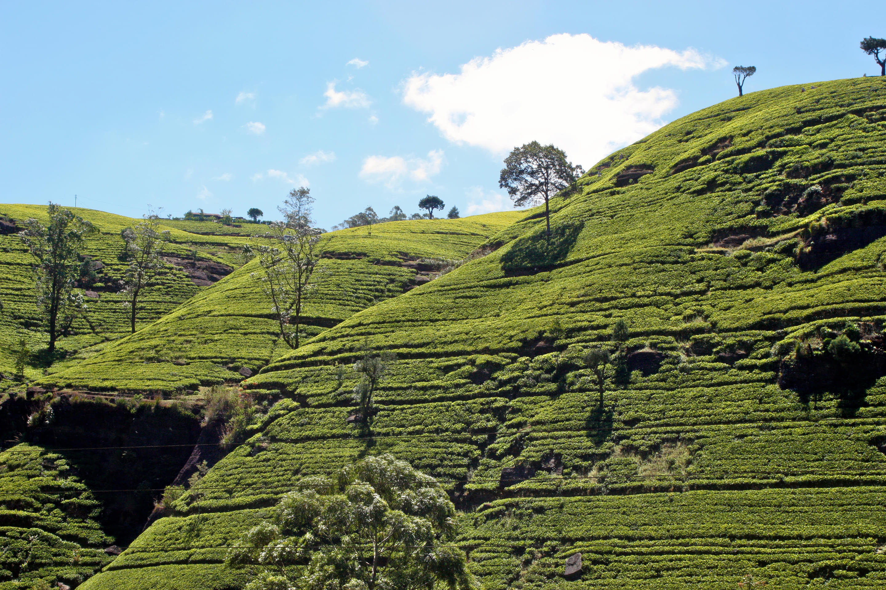 Tea Estate Trails Overview