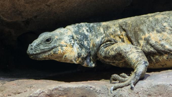 San Esteban Island Chuckwalla in Houston Zoo