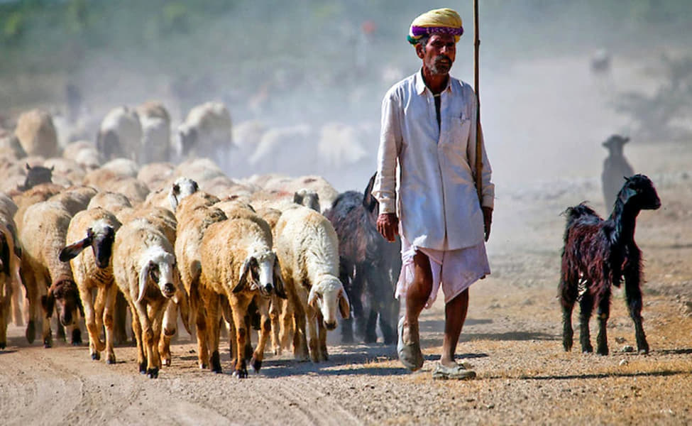 Bishnoi Village Safari with Lunch Image
