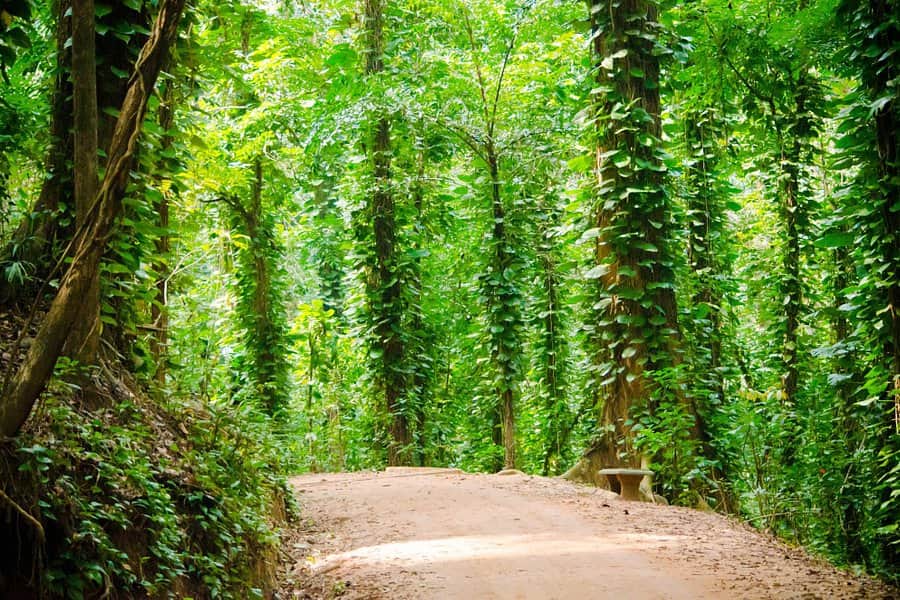 Udawattakele Forest Reserve