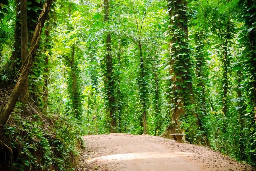 Udawattakele Forest Reserve