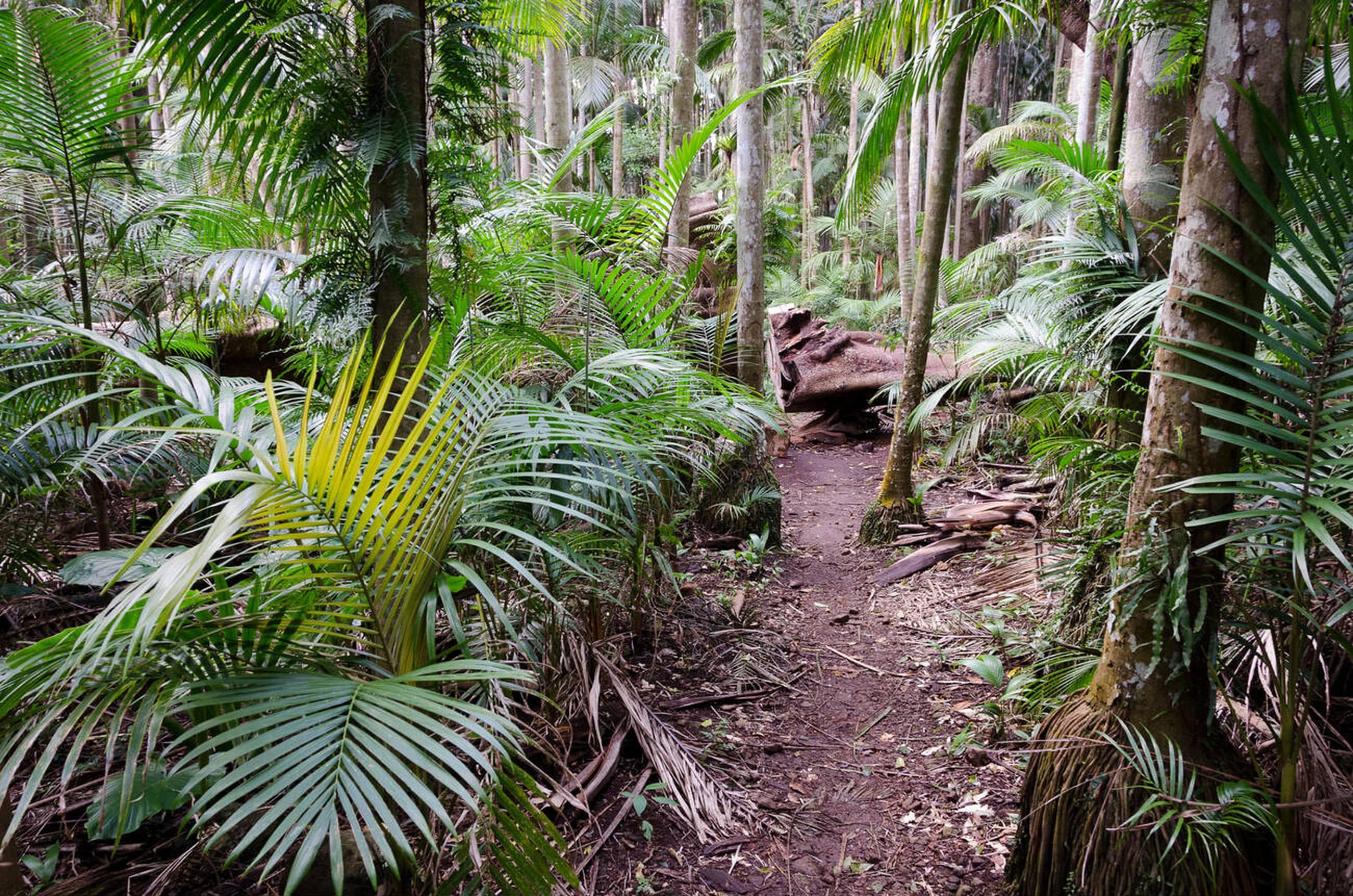 Walking route of Tamborine Rainforest