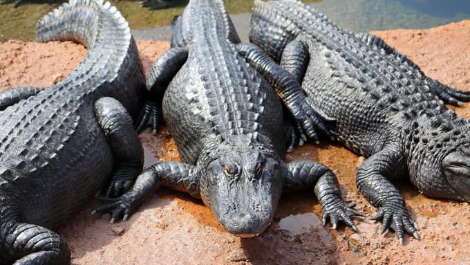 American Alligators