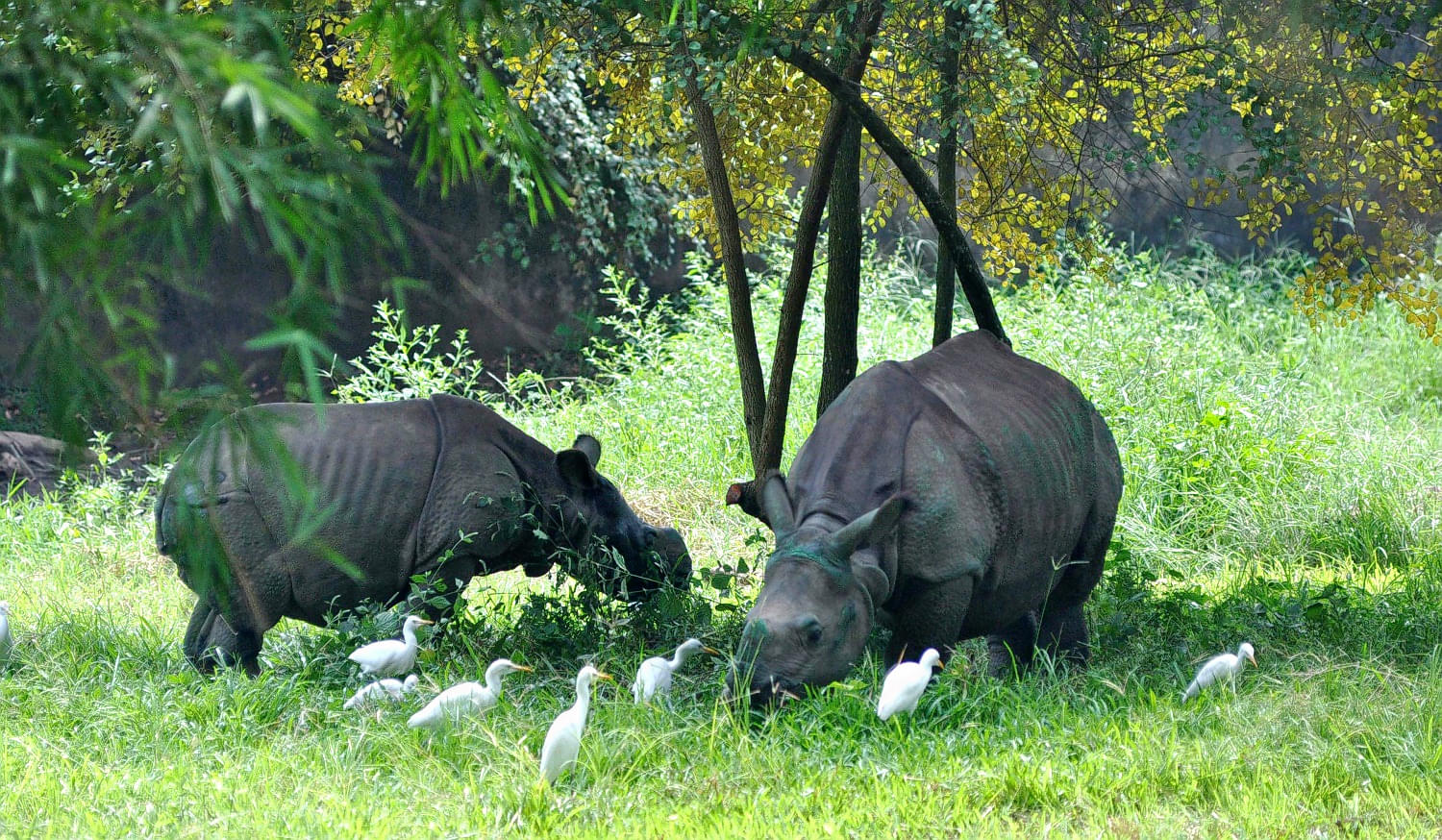 Assam State Zoo Cum Botanical Garden Overview