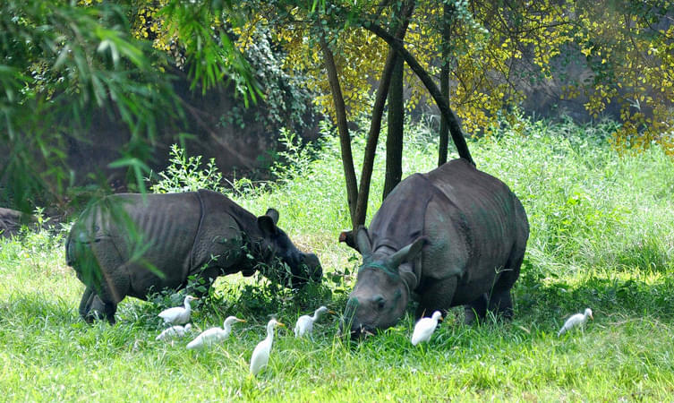 Assam State Zoo Cum Botanical Garden