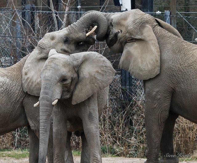 Elephants at Dallas Zoo