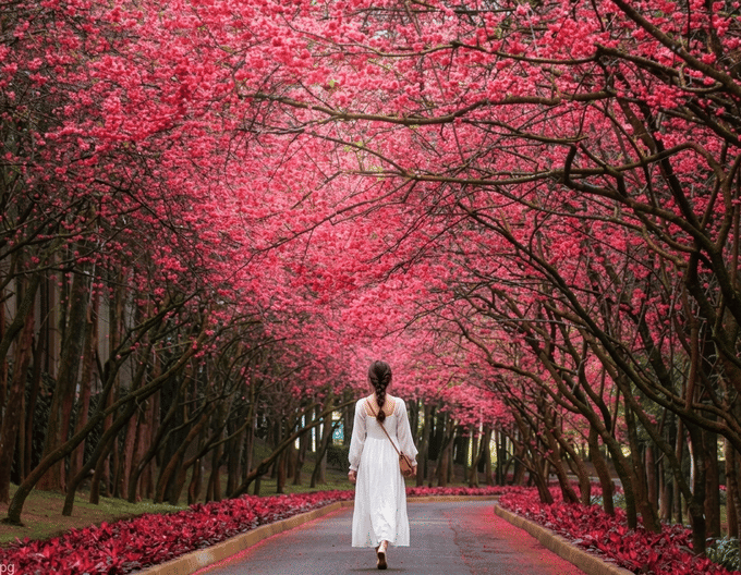 Taiwan Cherry Blossom Getaway | Taipei, Jiufen & Sun Moon Lake