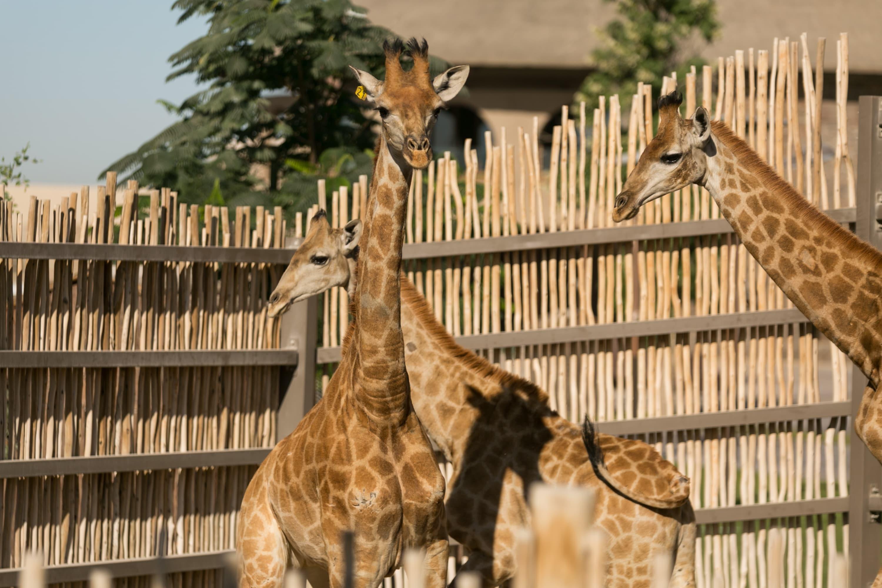 Giraffe in Dubai Safari Park