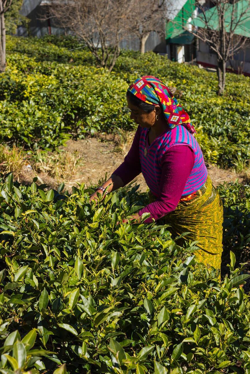 Enjoy Tea-making Sessions