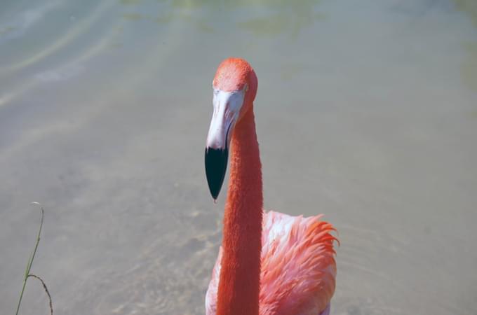 American flamingo in Nashville Zoo
