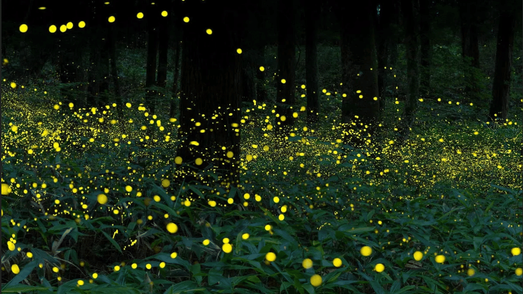Be astonished by the illuminated firefly flock