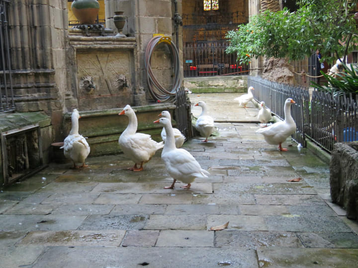 Geese in the Courtyard