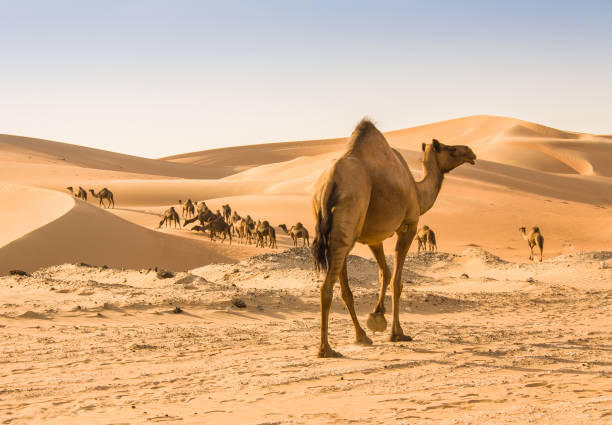 Dubai Desert Safari