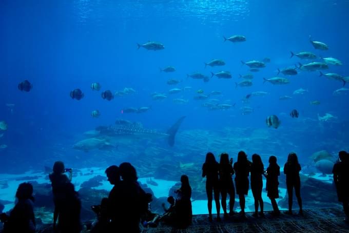 Taraporewala Aquarium, Mumbai