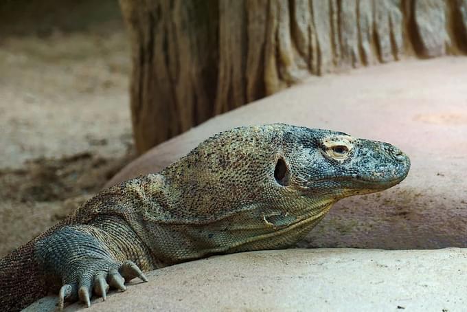 Komodo dragons in Prague Zoo