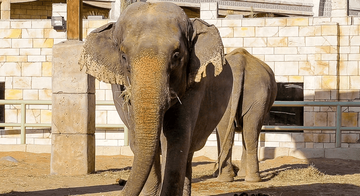 Elephant Feeding at Emirates Park Zoo