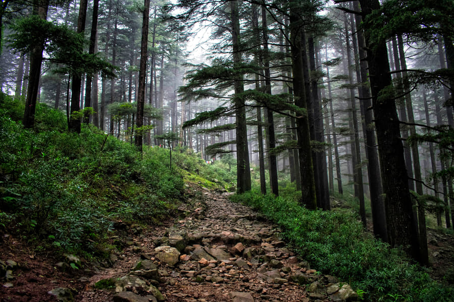 Trek To Triund Hills Ex Delhi Image