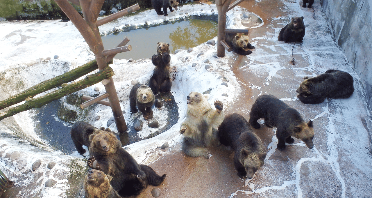 Come face to face with bears at Bear Park