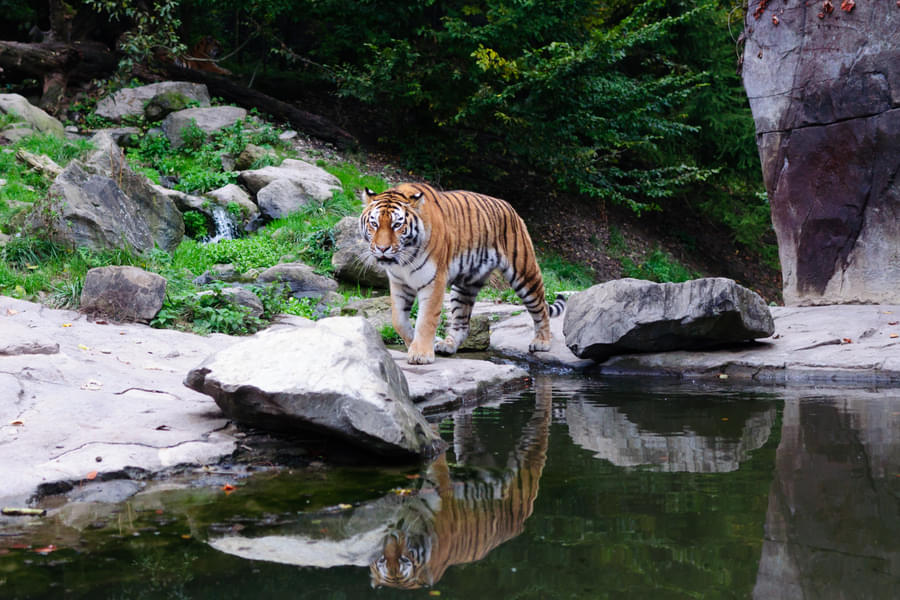 Spot India Gir/Bengal Tiger residing in their zone