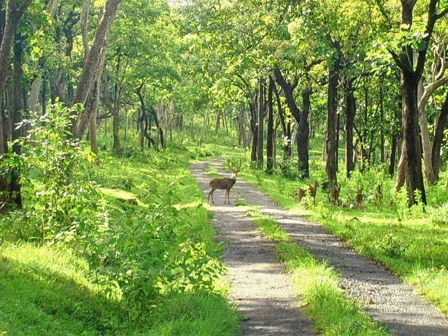 Trekking In Masinagudi Image