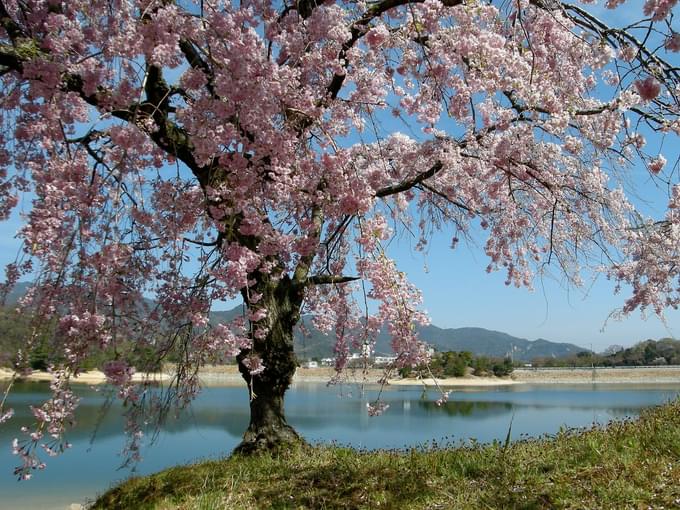 History Of Cherry Blossoms In Japan