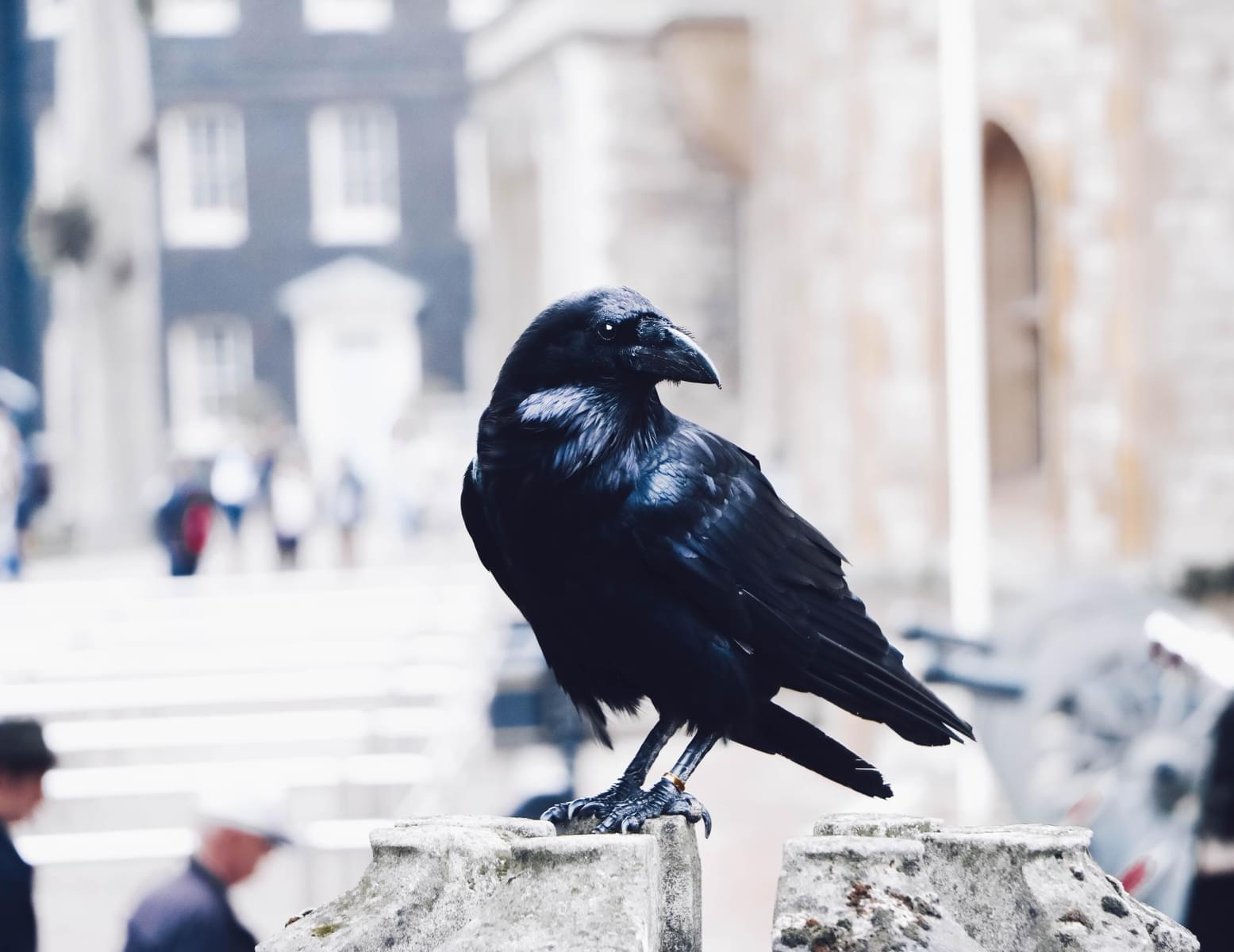 Meet The Ravens
