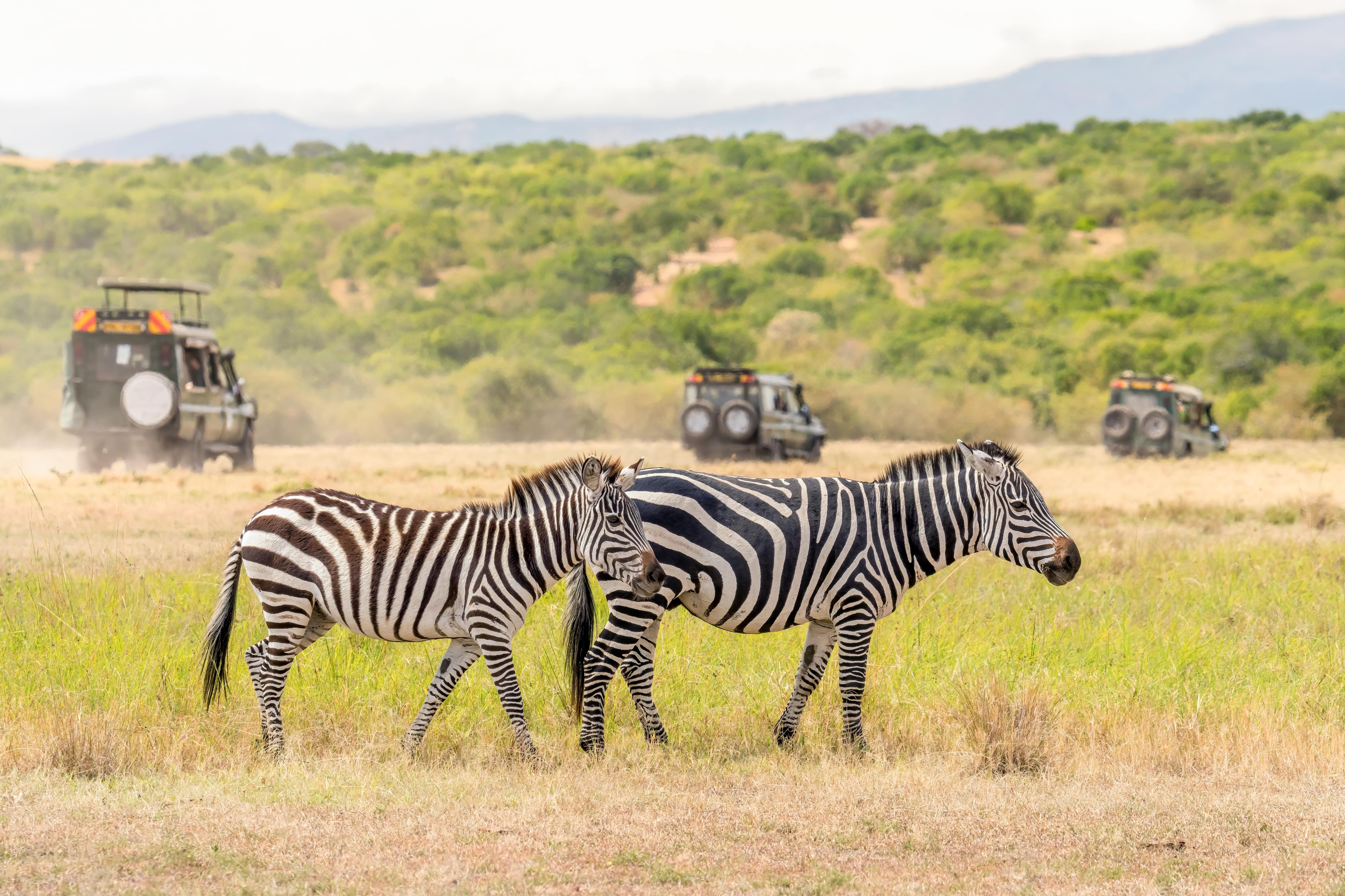 Masai Mara National Reserve Tour Packages | Upto 40% Off