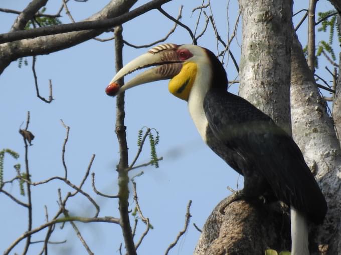 Wreathed Hornbill