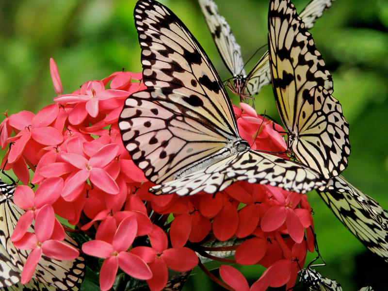 Capture beautiful butterflies as they rests on different plants present in the garden