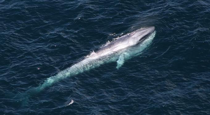 blue whale in Kaikoura Whale Watching Tours