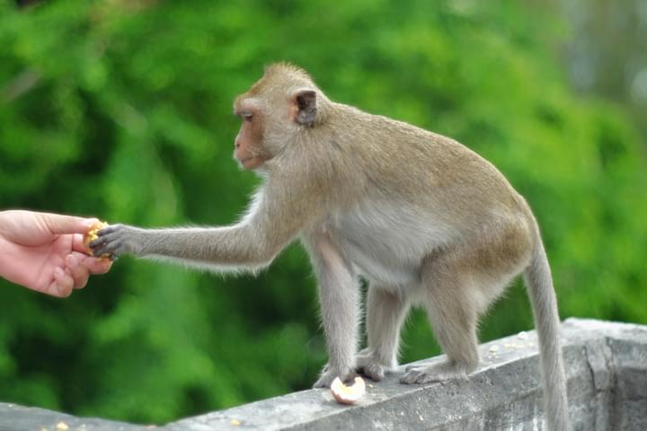 Monkey Feeding.jpg