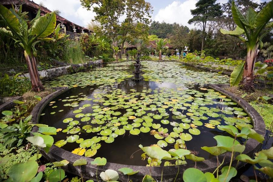 Pool Garden at Bali Bird Park
