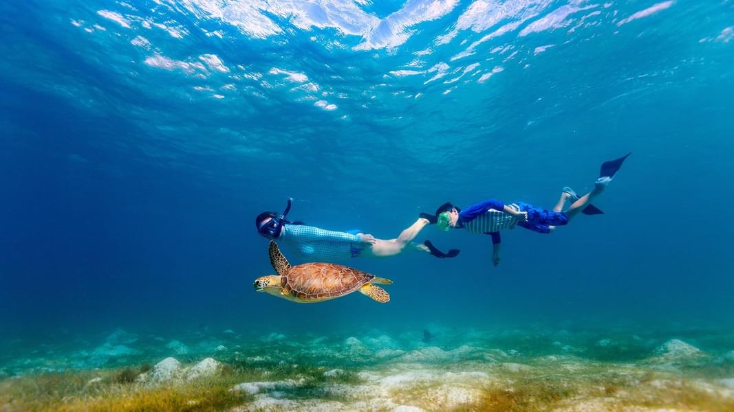 3 Point Snorkeling, Maldives Image