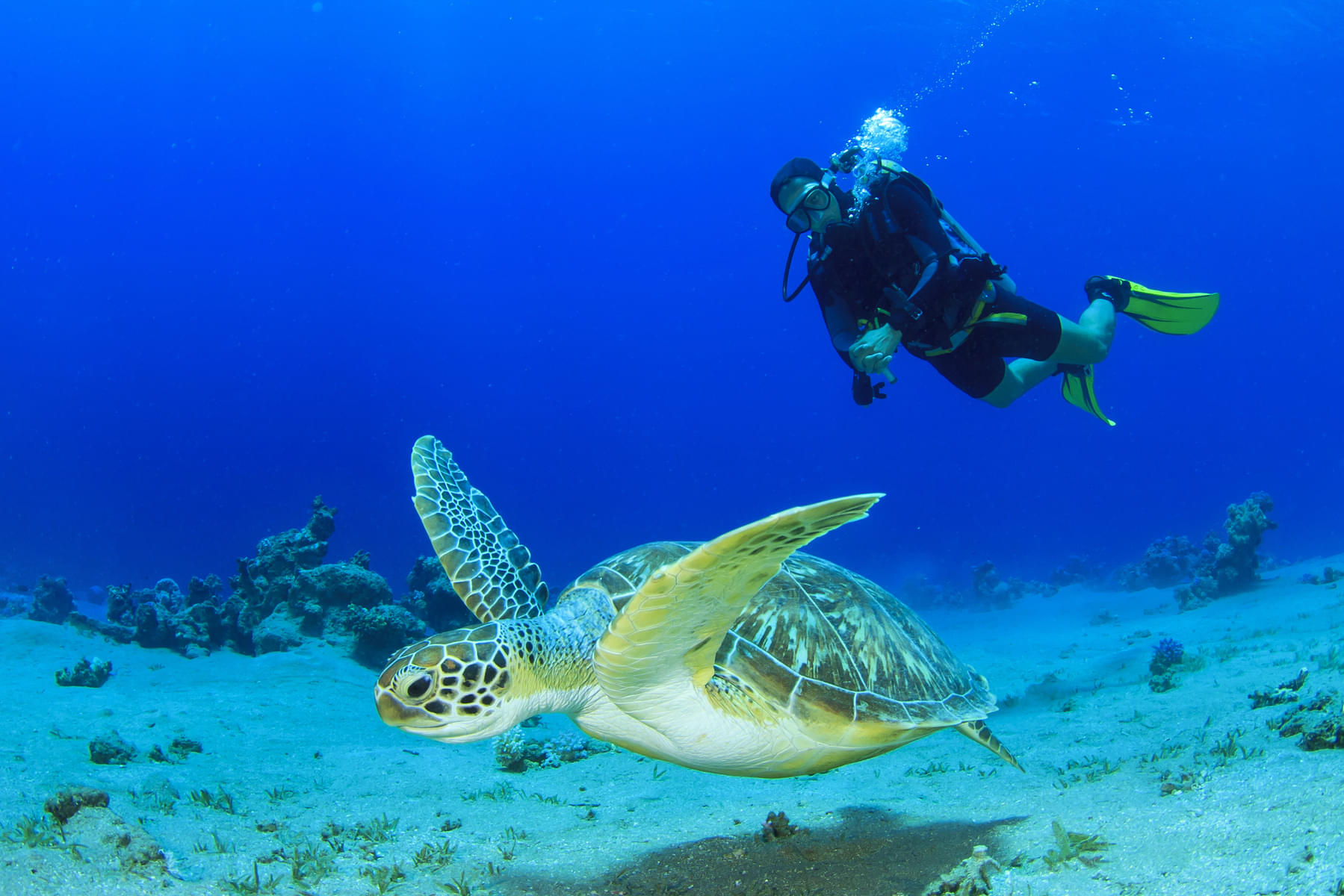 Chase a sea turtle
