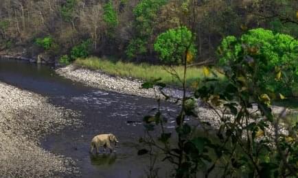 Embark on Guided Forest Walks