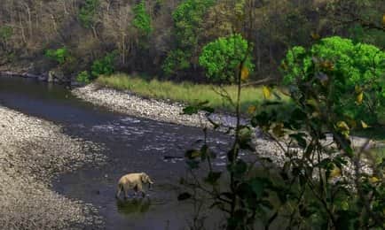 Embark on Guided Forest Walks