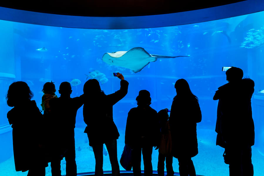 Give a visit to SEA LIFE Oberhausen and watch the 5,000 different species of marine creatures