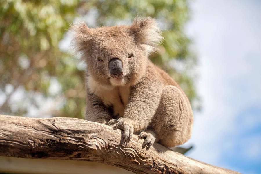 Adore these cute Koalas