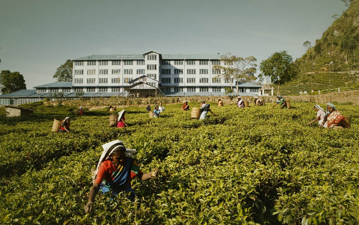 Bluefield Tea Factory, <em>Sri Lanka</em>