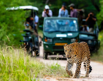 Enjoy 3.5 hours of pure wilderness magic while spotting leopards with Jawai Leopard Safari