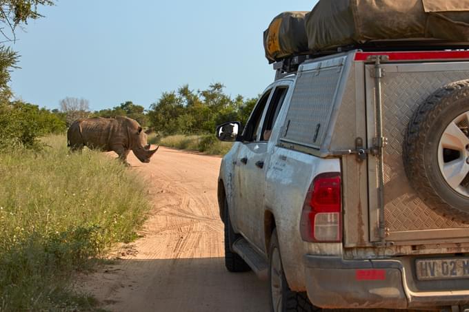 Rhino Game Drive