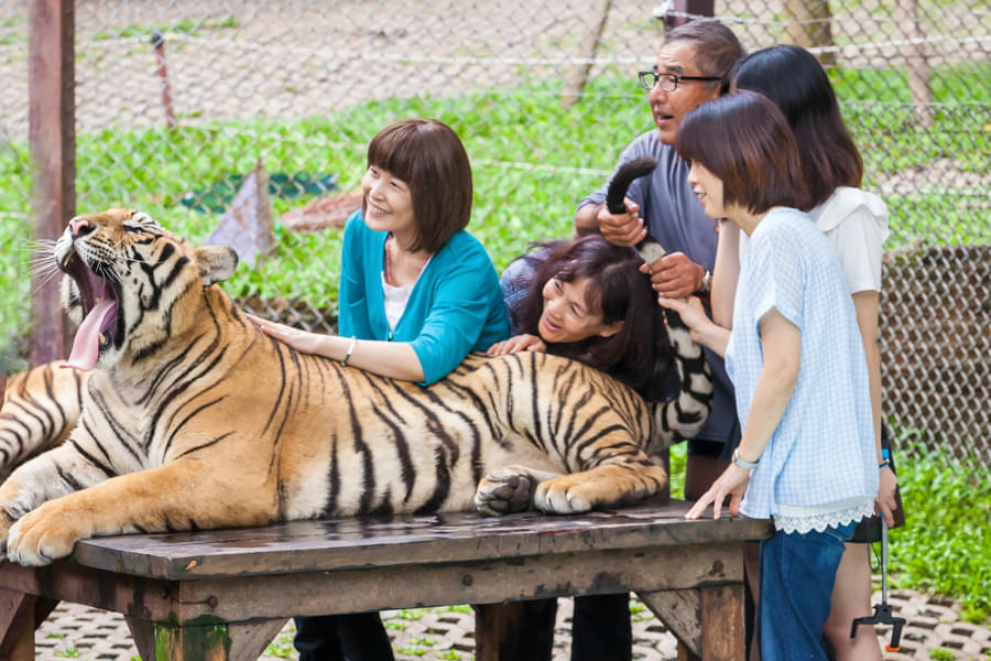 Pose for picture with tigers
