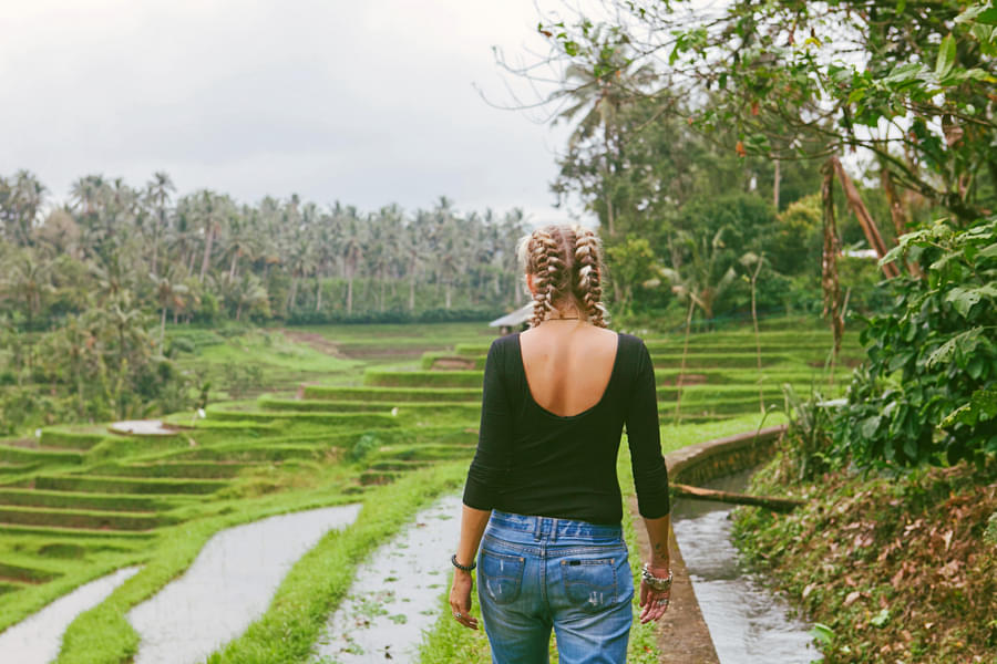 Rice Field Trekking in Ubud Image