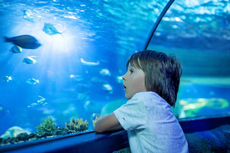 Aquariums