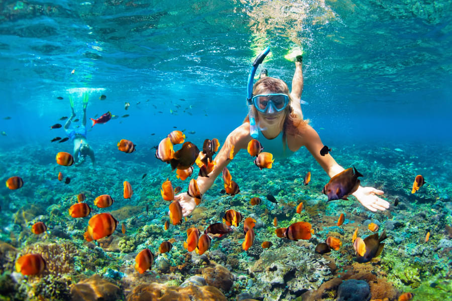 Experience Snorkelling With Coral Reefs