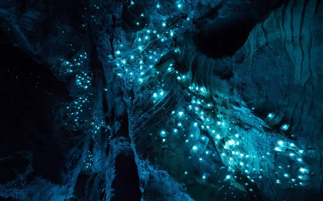 Mt Tamborine Rainforest And Glowworm Tour Gold Coast