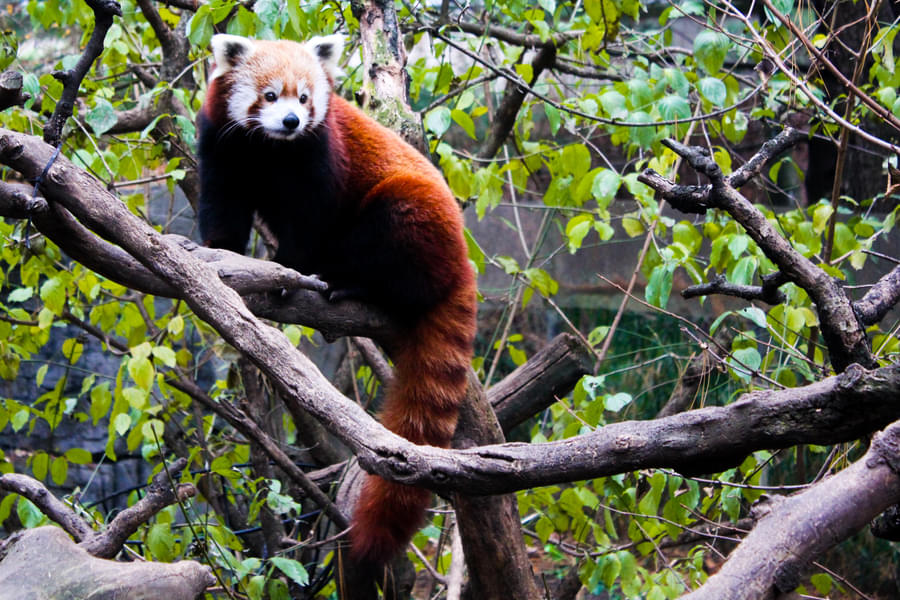 Marvel at the rare Asian Red Panda